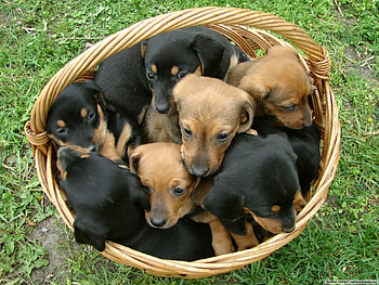 Animals, Dogs HD wallpaper