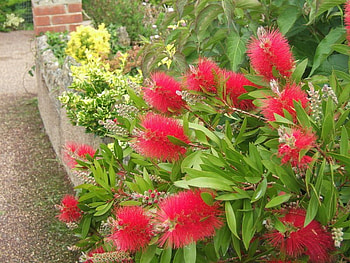BOTTLE BRUSH FLOWERS, flowers, brush, bottle, red HD wallpaper