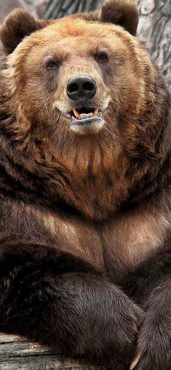 Grizzly Bear, 11 , Stunning background, Bear beauty HD phone wallpaper