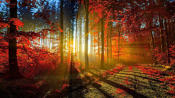Beautiful Nature HD wallpaper
