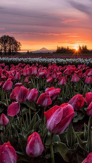 Tulip, Pink Tulips HD phone wallpaper