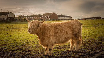 Bull, Farm Animals HD wallpaper