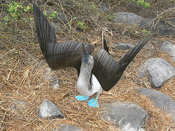 Blue footed booby, Marnixs bird gallery, Bird, Distinctive HD wallpaper
