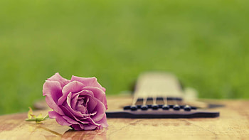 Flower, Macro, Rose Flower, Rose, Petals HD wallpaper