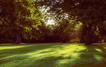 Landscape, gardenm lawn, big trees, nature HD wallpaper
