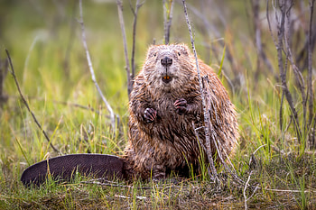 The Eurasian, Beavers HD wallpaper