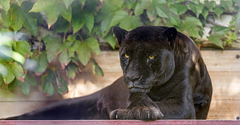 Animals, Predator, Wild Cat, Wildcat, Panther HD wallpaper