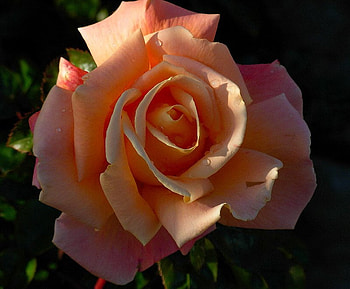 Just Peach, rose, leaves, peach, petals HD wallpaper