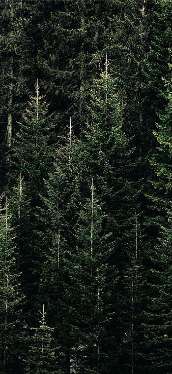 Pine Tree HD phone wallpaper