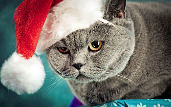 Animals, New Year, Cat, Muzzle, Cap, New Year’S HD wallpaper