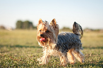 Yorkshire Terrier, Stunning graphy, Cute dog by Tatyana, Lovely animals HD wallpaper