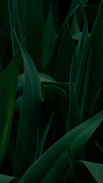 Green Aesthetic, Tree Leaf HD phone wallpaper