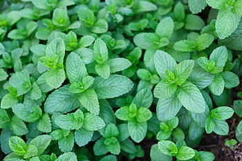 Managing mint in the garden, Weed control, Plant maintenance, Outdoor gardening HD wallpaper