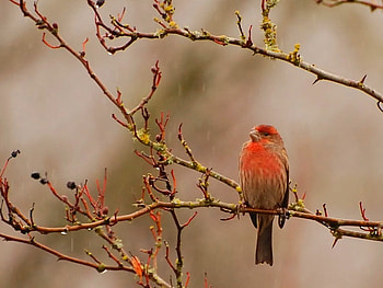 Cool Bird, cool, bird HD wallpaper
