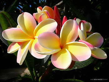 Plumerias, Yellow, Flowers, Tree HD wallpaper