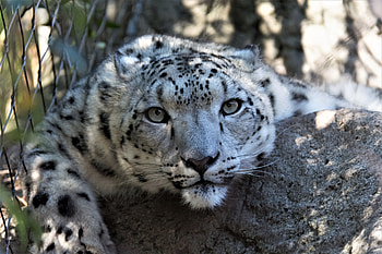 Snow leopard, muzzle, curious, wildlife HD wallpaper