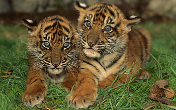 Animals, Young, Predator, Big Cat, Cubs, Tiger Cubs HD wallpaper