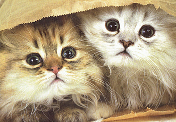 2 Kittens in a bag, Bag, Fur, Cute, Kittens HD wallpaper