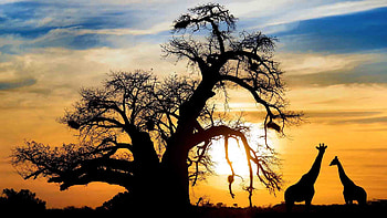 Botswana safari, Mobile adventure, Natural beauty, Wildlife encounters HD wallpaper