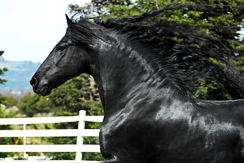 Animals, Mane, Horse, Stallion HD wallpaper