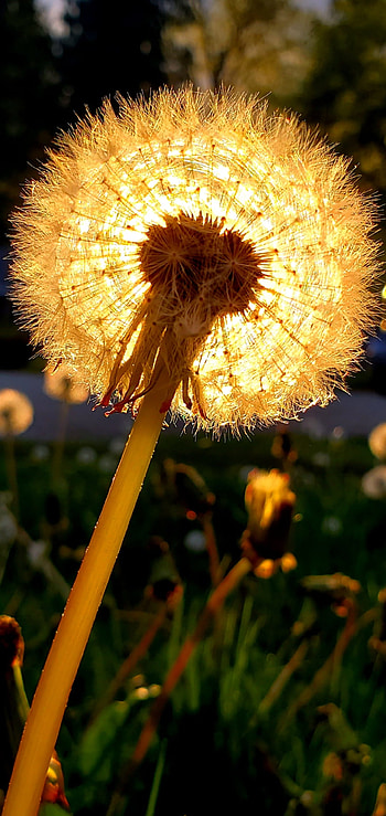 Lion Mane, sky, spring, nature, dandelion_on_fire, sunny, sun, dandelion HD phone wallpaper