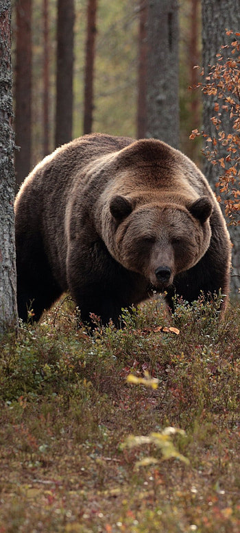 Majestic animal kingdom, Bear in its natural habitat, Powerful predator, Wildlife fascination HD phone wallpaper
