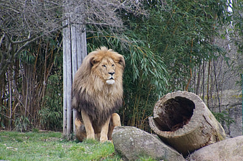 Animals, Grass, Lion, Predator, Beast HD wallpaper
