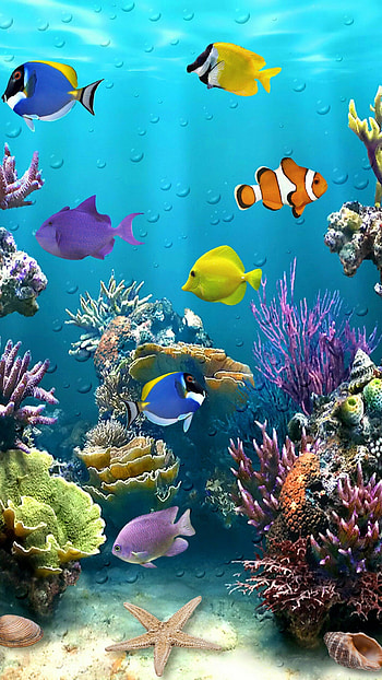 Underwater fish, Top backgrounds, Nature, Fish HD phone wallpaper