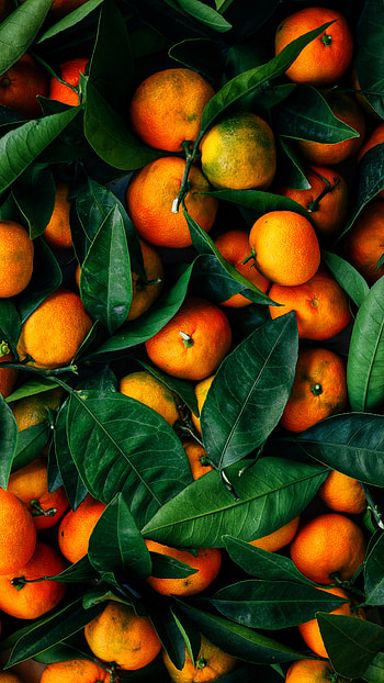 Mangoes HD phone wallpaper