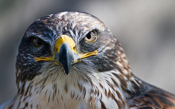 Animals, Bird, Beak, Predator, Head, Eagle HD wallpaper