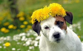 Animals, Dog, Muzzle, Spotty, Spotted, Wreath HD wallpaper