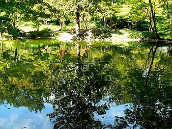 Trees Reflection, trees, reflection, water, ground HD wallpaper