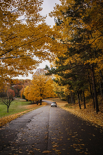 Nature, Trees, Autumn, Road, Car, Machine HD phone wallpaper