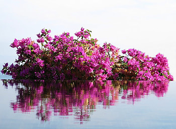 purple dreams, purple, bougainvillea, flowers, reflection HD wallpaper