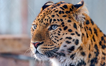 Animals, Leopard, Muzzle, Spotty, Spotted, Predator HD wallpaper