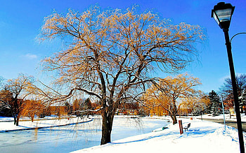 Winter Willow, landscape, trees, sky, snow HD wallpaper