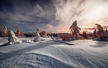 Winter Scene, cold, trees, winter, snow HD wallpaper