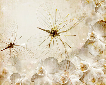 Butterflies and orchids, butterflies, wings, white, flower, texture, insect, orchids HD wallpaper