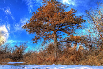 Cedar, winter, trees, nature, snow HD wallpaper