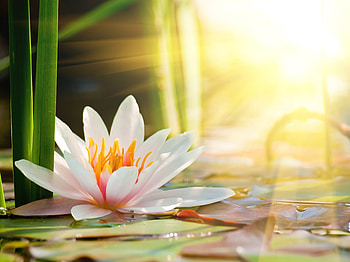 Nature, water lily HD wallpaper