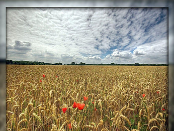 Take good care of yourself, field, flower HD wallpaper