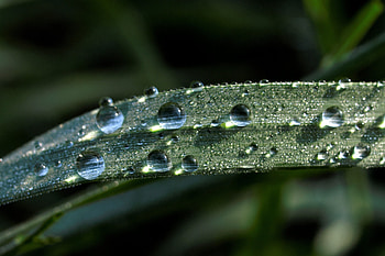 Droplets, close up, leaf HD wallpaper