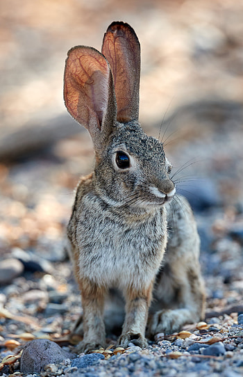 Animals, Sight, Opinion, Animal, Ears, Rabbit, Hare HD phone wallpaper