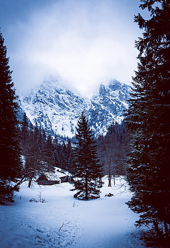 Nature, Mountains, Snow, Forest, Hut HD phone wallpaper