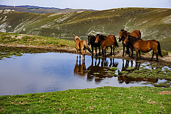 Horses, animal, horse, wild HD wallpaper