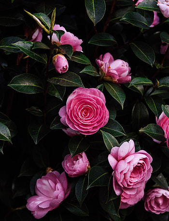 Flowers, Bush, Flower, Rose Flower, Rose HD phone wallpaper