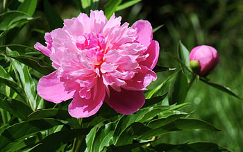 Peony, pink, nature, flower HD wallpaper