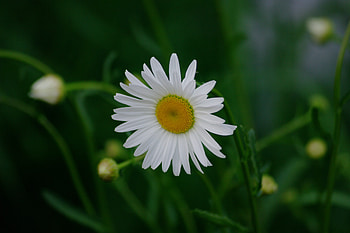 White daisy, flower, blur HD wallpaper