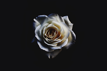White Rose Oled , rose, flowers, oled, dark HD wallpaper
