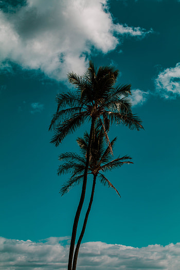 Nature, Trees, Sky, Clouds, Palm, Tropics HD phone wallpaper